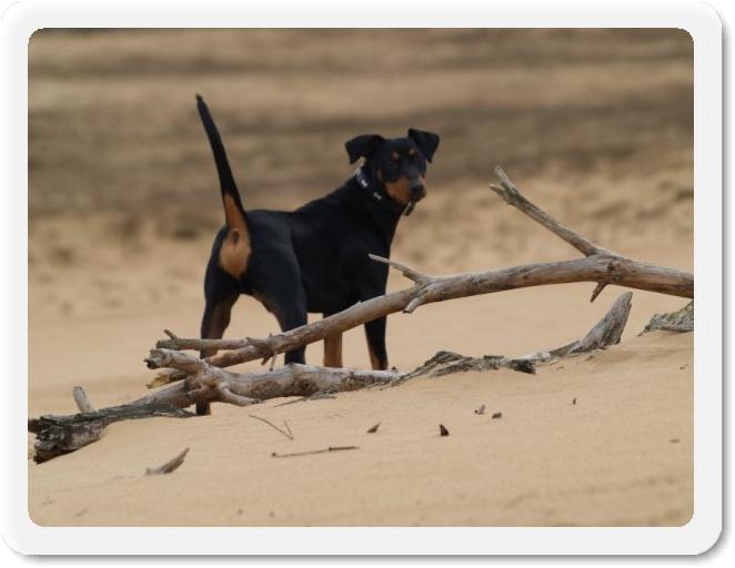 veluwe 2010 098